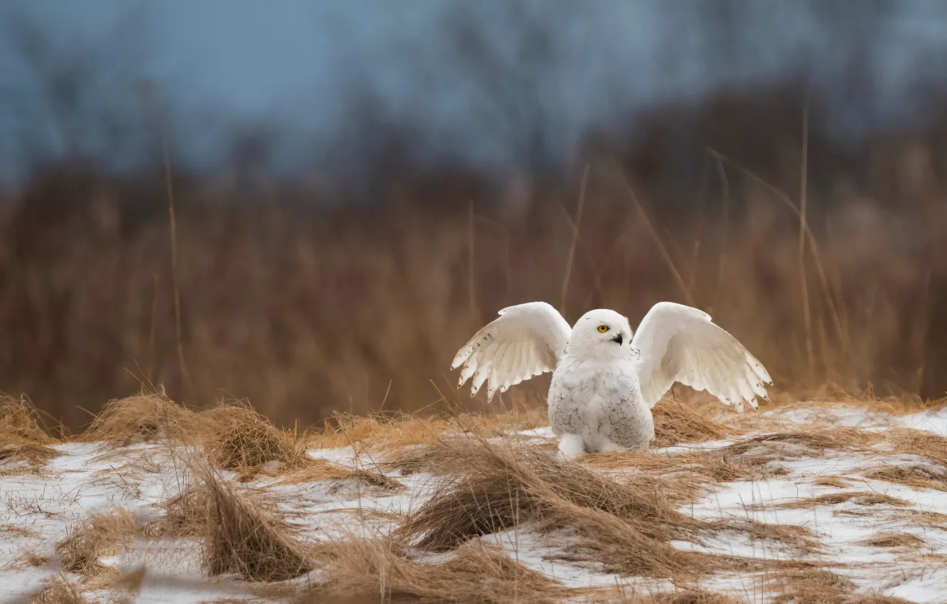 Фото обои поле, трава, снег, природа, сова, птица, крылья, белая