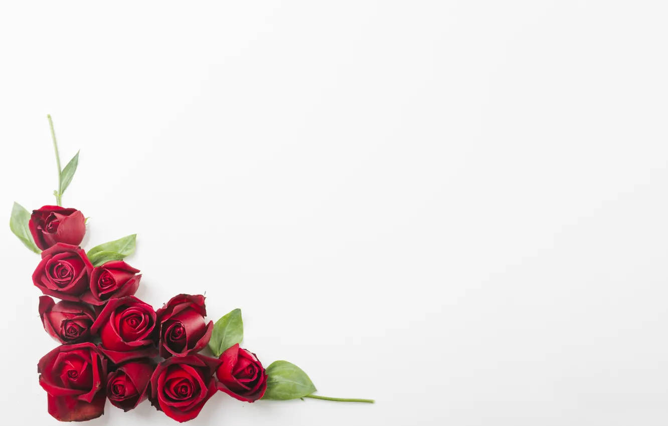 Фото обои белый, цветы, фон, розы, красные, Red, бутоны, roses