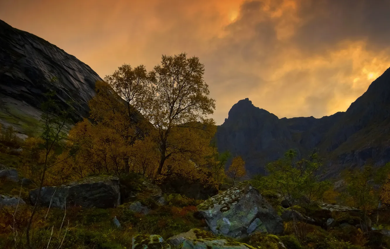 Фото обои пейзаж, горы, дерево