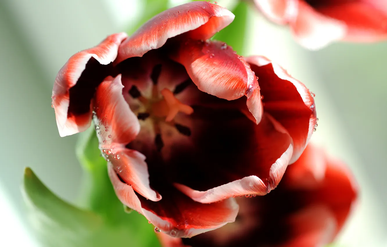Фото обои цветок, капли, красный, тюльпан