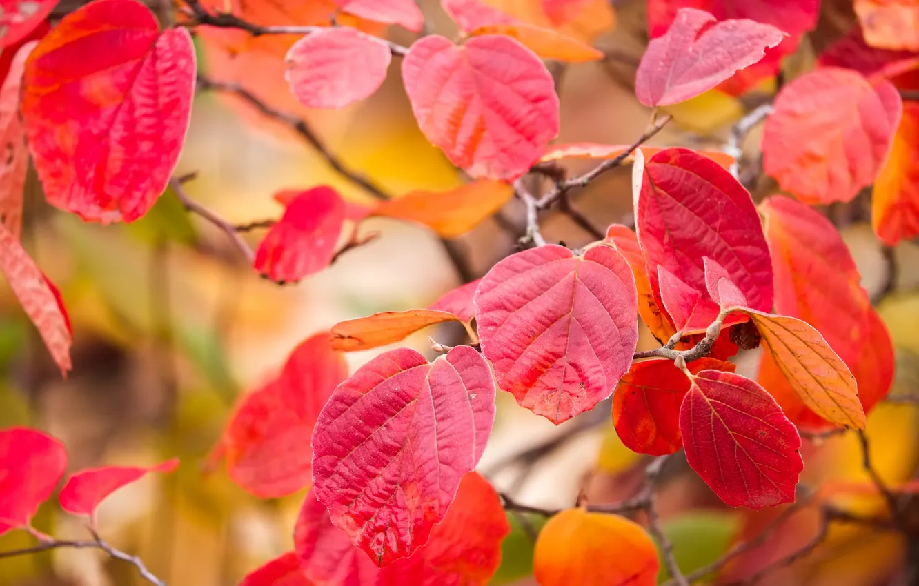 Фото обои осень, листья, макро, ветка, багрянец