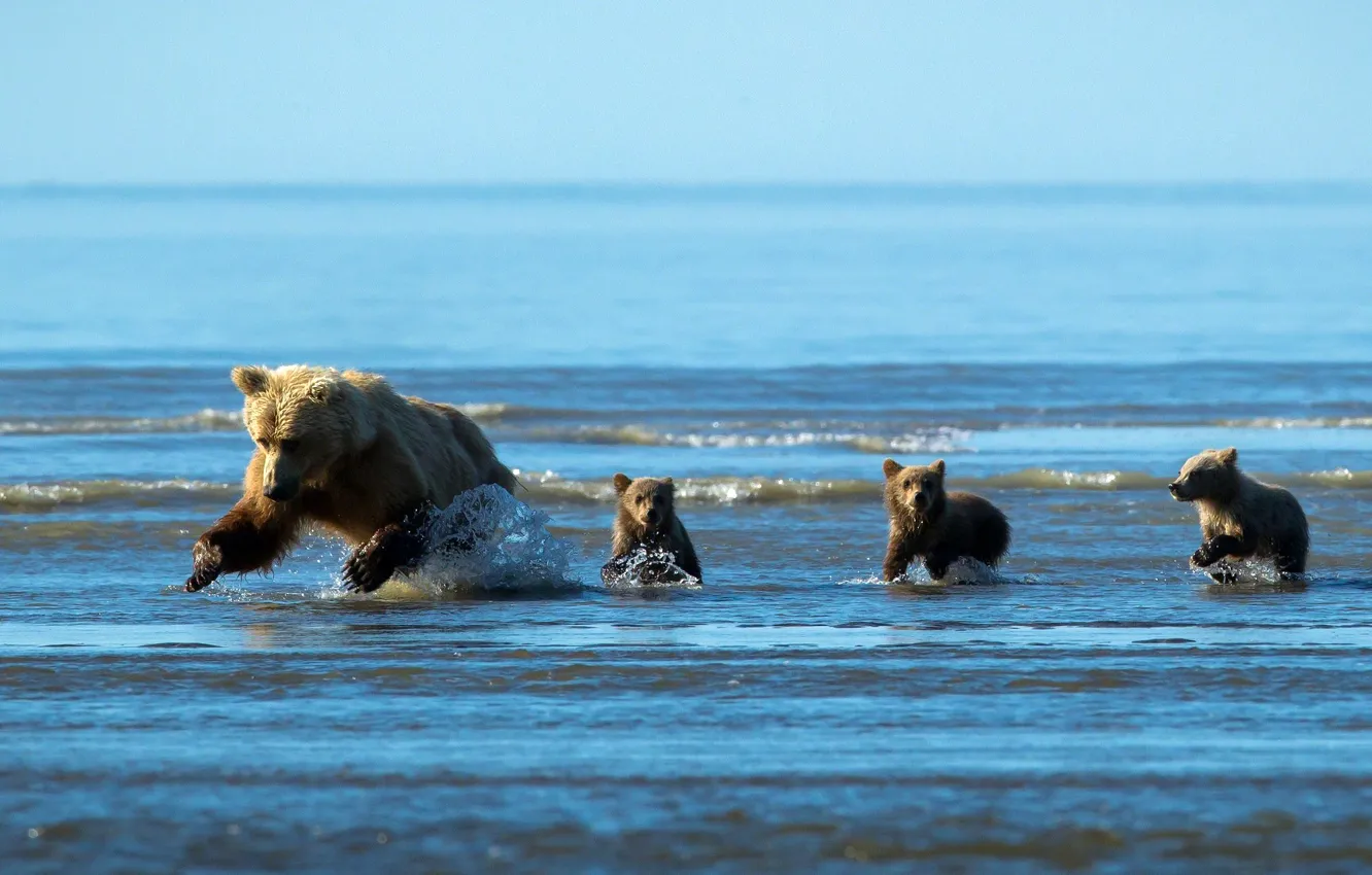 Фото обои ВОДА, КАПЛИ, БРЫЗГИ, ОХОТА, РЫБАЛКА, БЕГ, МАЛЫШИ, МЕДВЕДИЦА