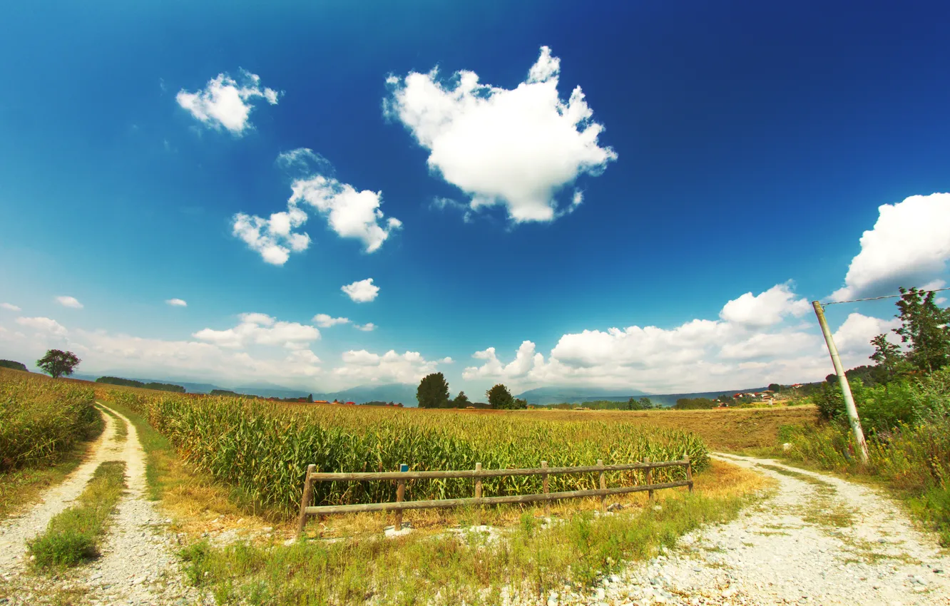 Фото обои дорога, поле, небо, облака, кукуруза, изгородь