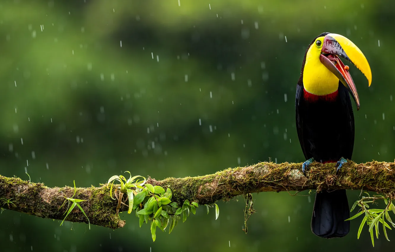 Фото обои дождь, птица, мох, ветка, клюв, ягода, тукан, зеленый фон