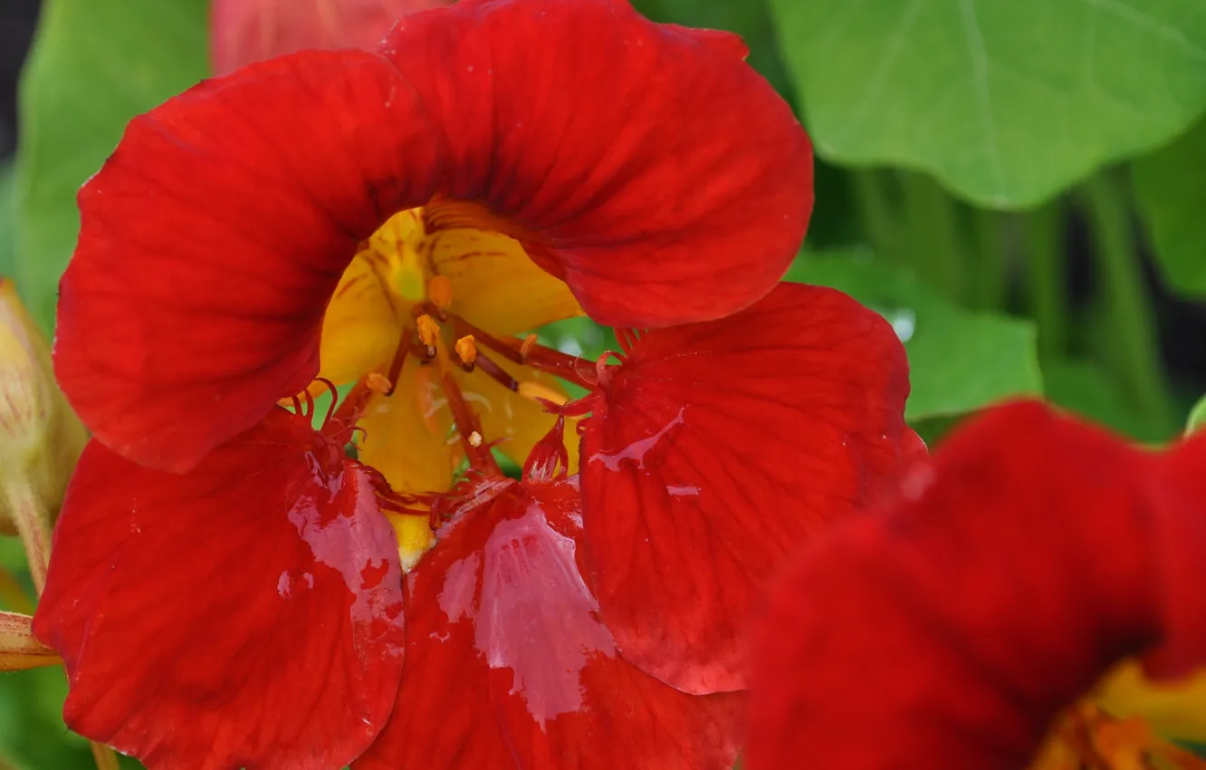 Фото обои Макро, Капли, Macro, Drops, Красный цветок, Red flower