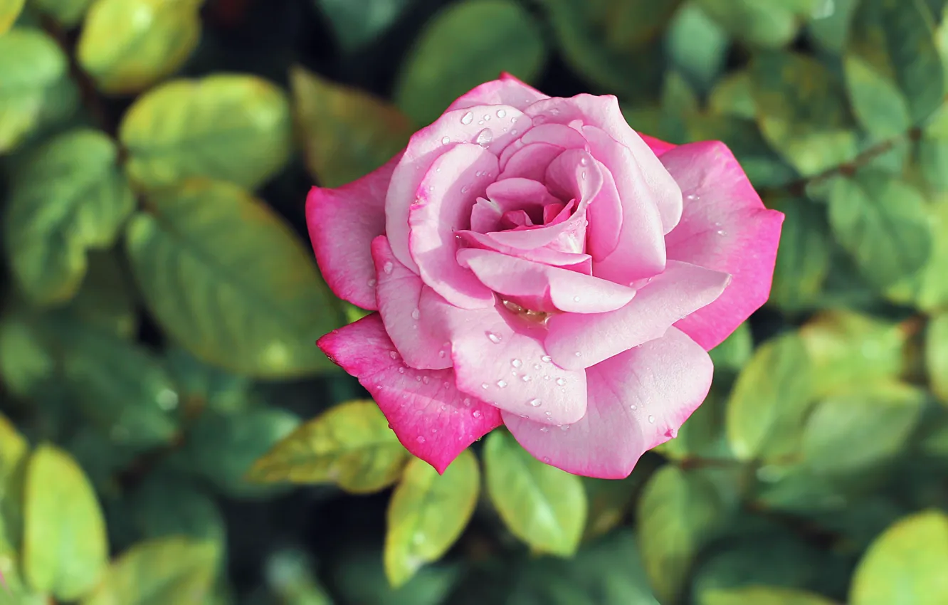 Фото обои капли, роса, розовая, роза, бутон, нежная
