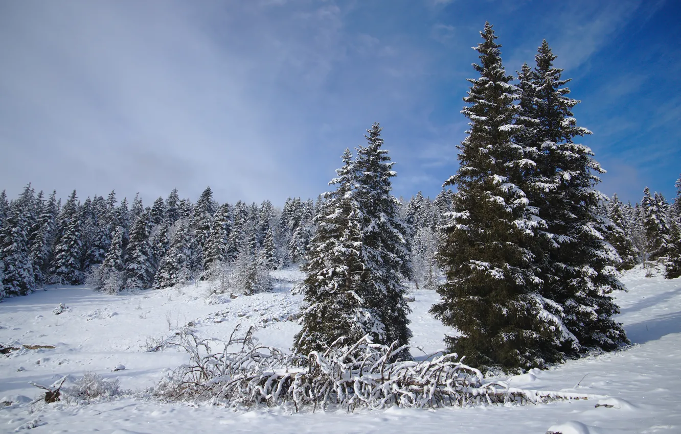 Фото обои зима, лес, небо, облака, снег, синева, ели, сугробы