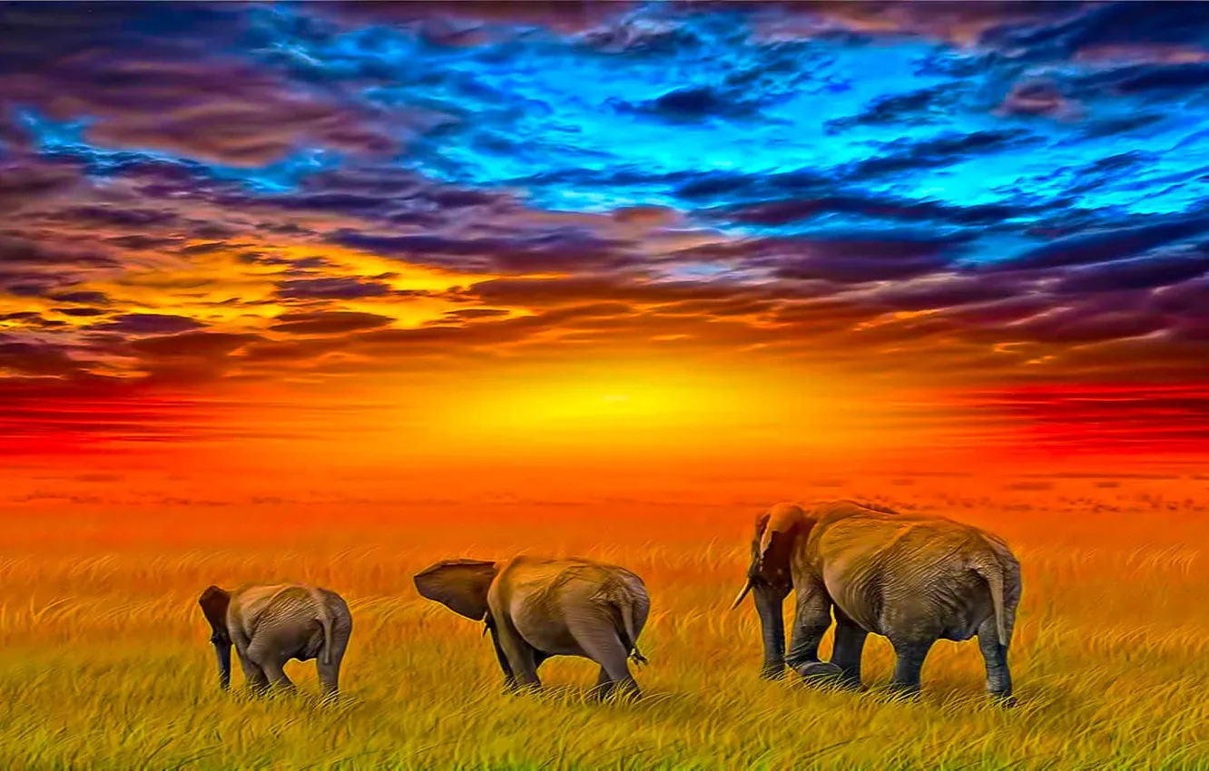 Фото обои animals, elephants, africa, savannah, family