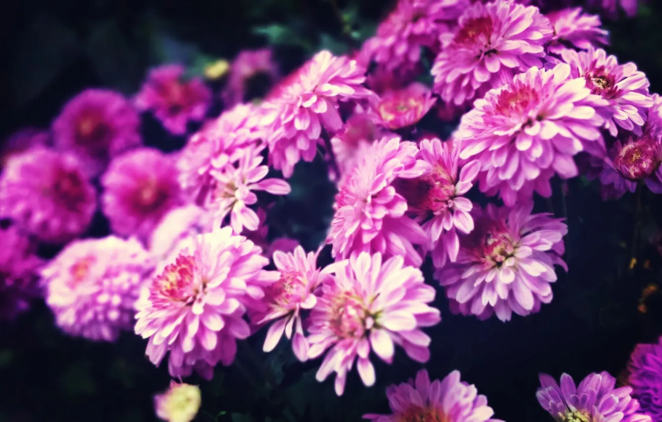 Фото обои flower, pink, purple, chrysanthemum