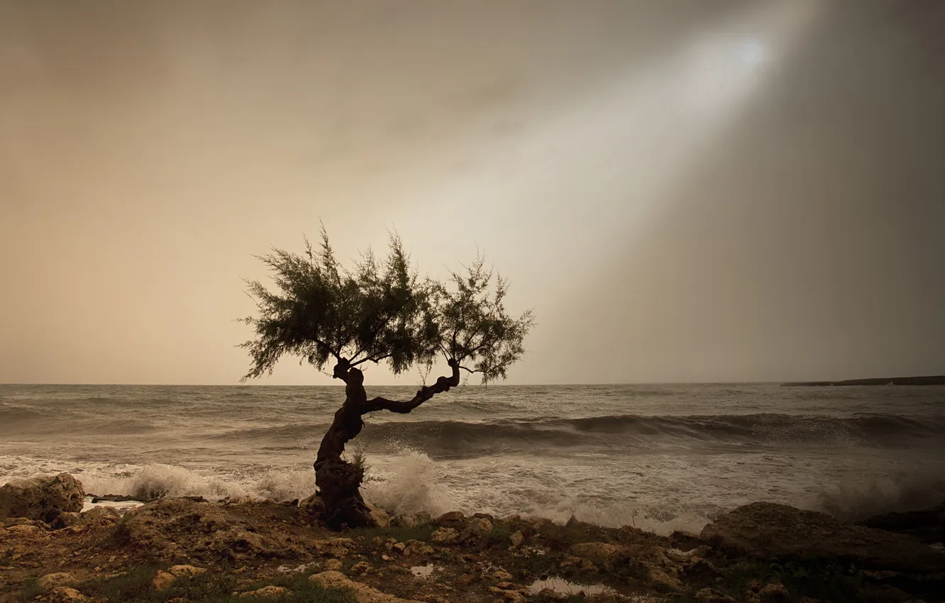 Фото обои гроза, волны, пляж, дерево, солнечный свет, серые облака, дождливый