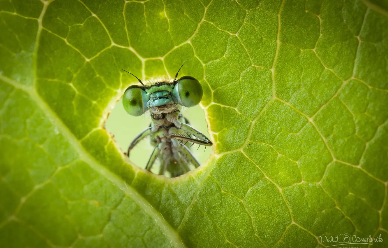 Фото обои макро, зеленый, насекомое, лис, стркоза
