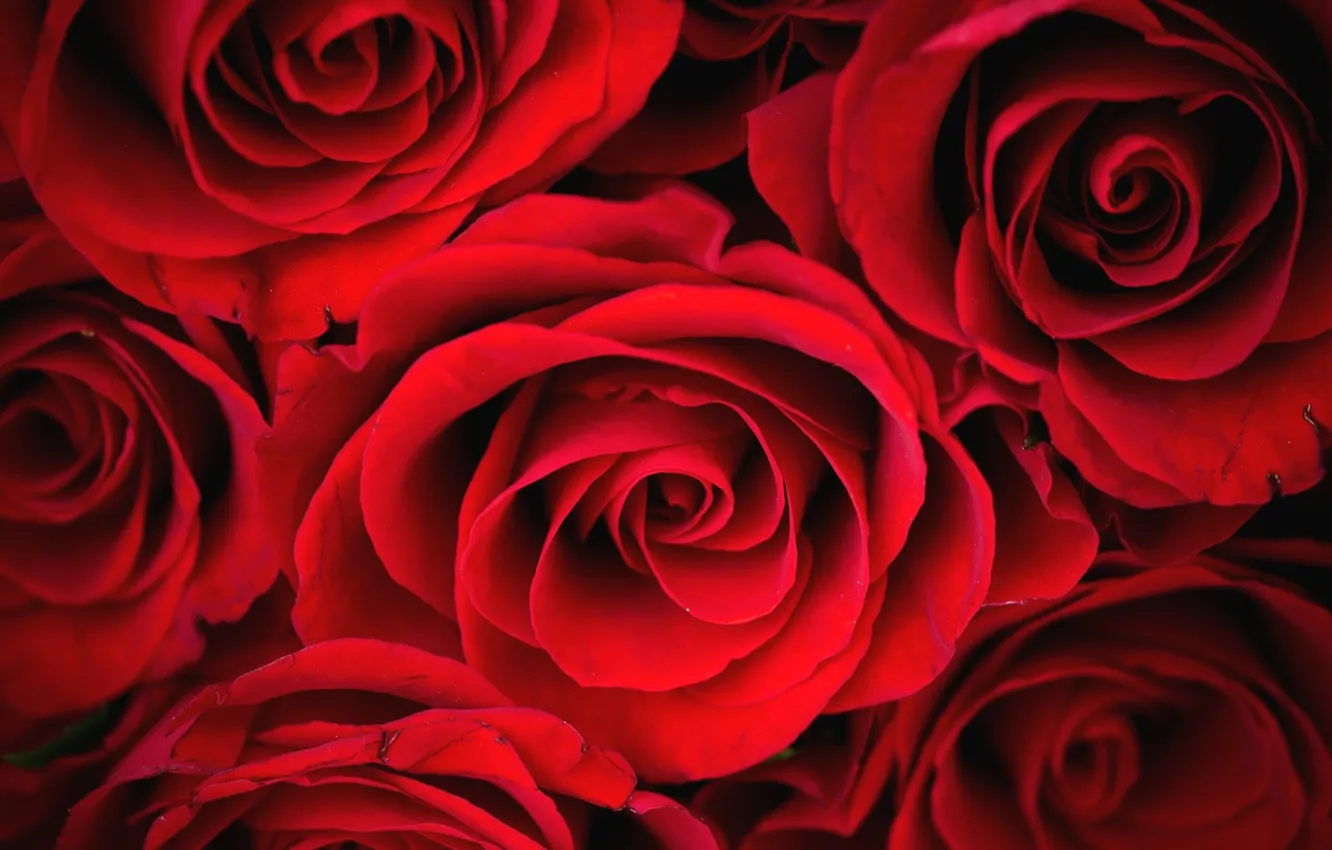 Фото обои розы, лепестки, красные, бутоны