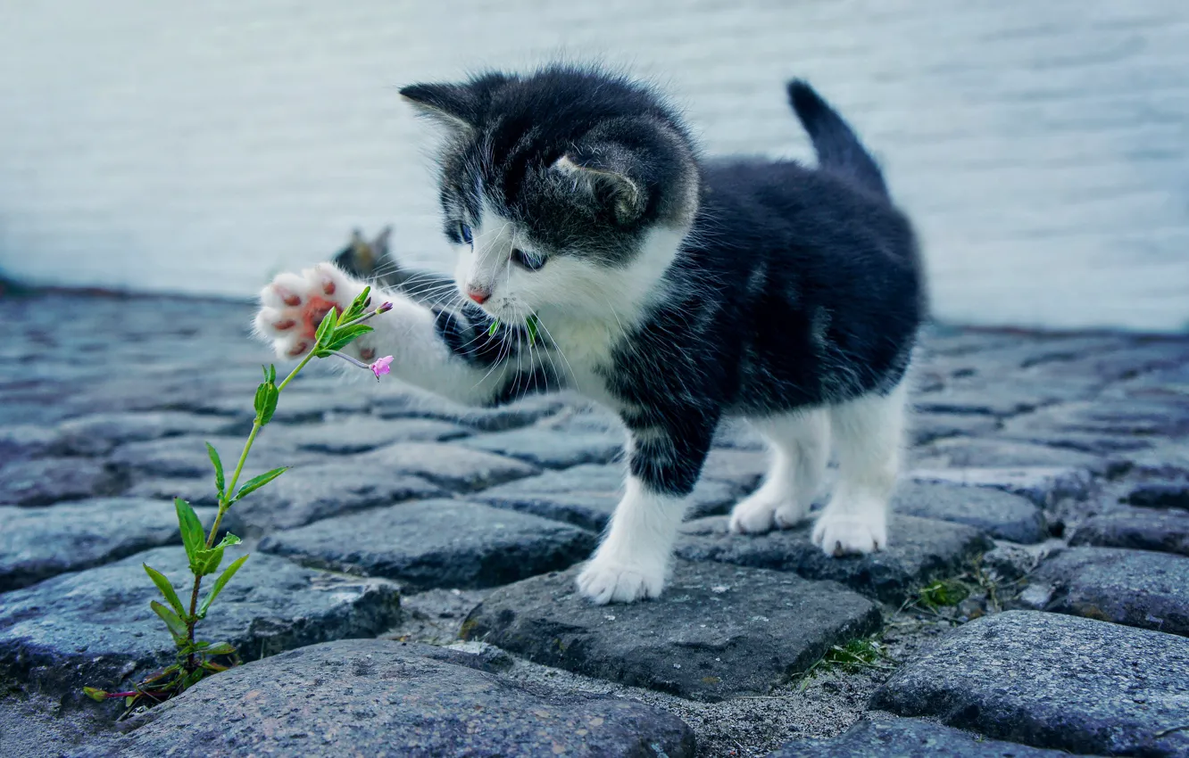 Фото обои flower, kitten, cat, kitty, feline