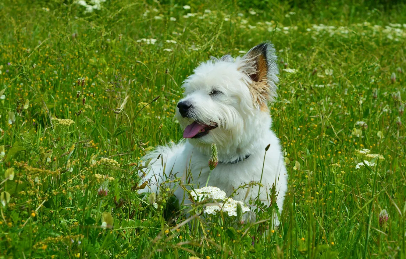 Фото обои трава, Собачка, grass, Dog, Вест-хайленд-уайт-терьер