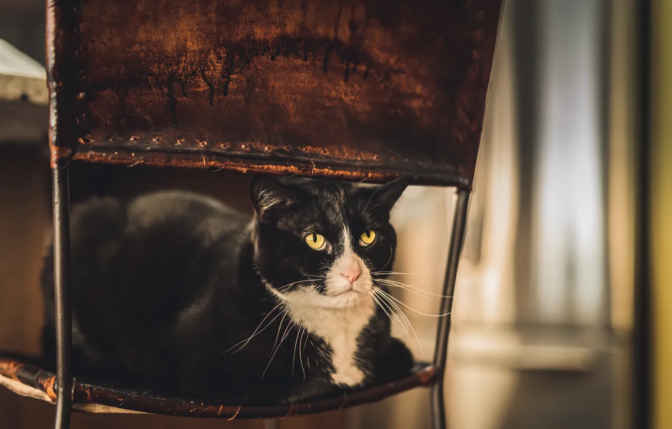 Фото обои кошка, кот, взгляд, поза, черный, стул, лежит, мордашка