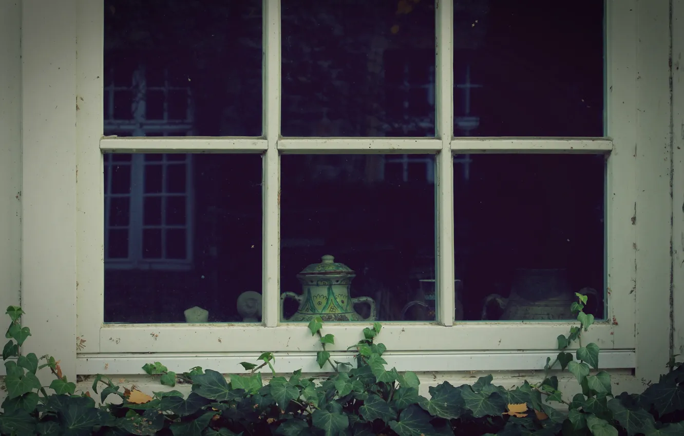 Фото обои стекло, отражение, растения, окно, горшки
