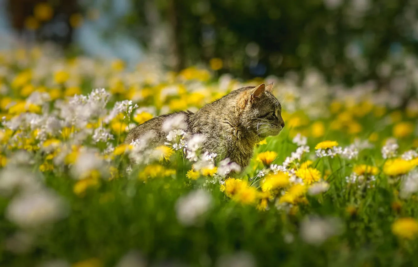Фото обои трава, кот, цветы, боке