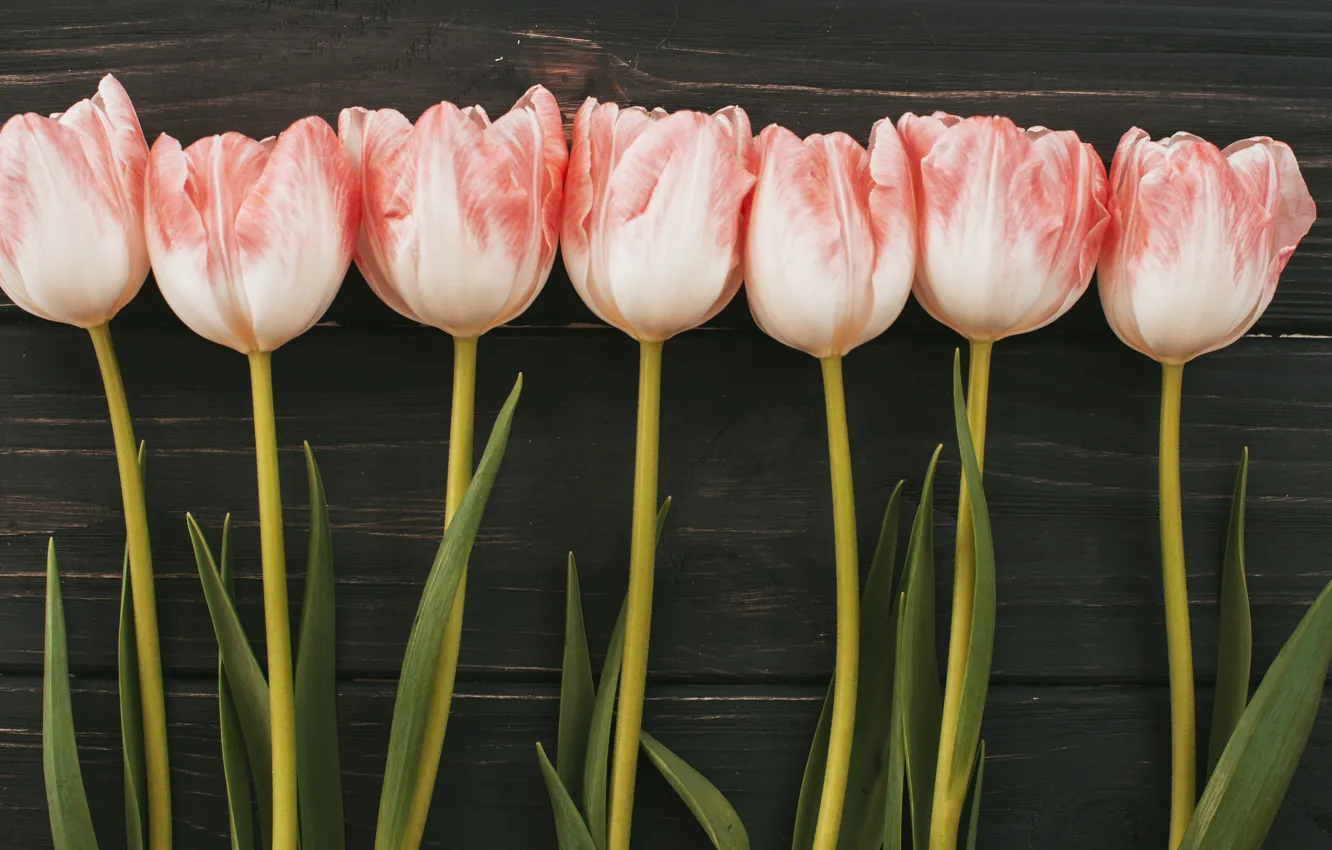 Фото обои цветы, букет, тюльпаны, розовые, wood, pink, flowers, tulips