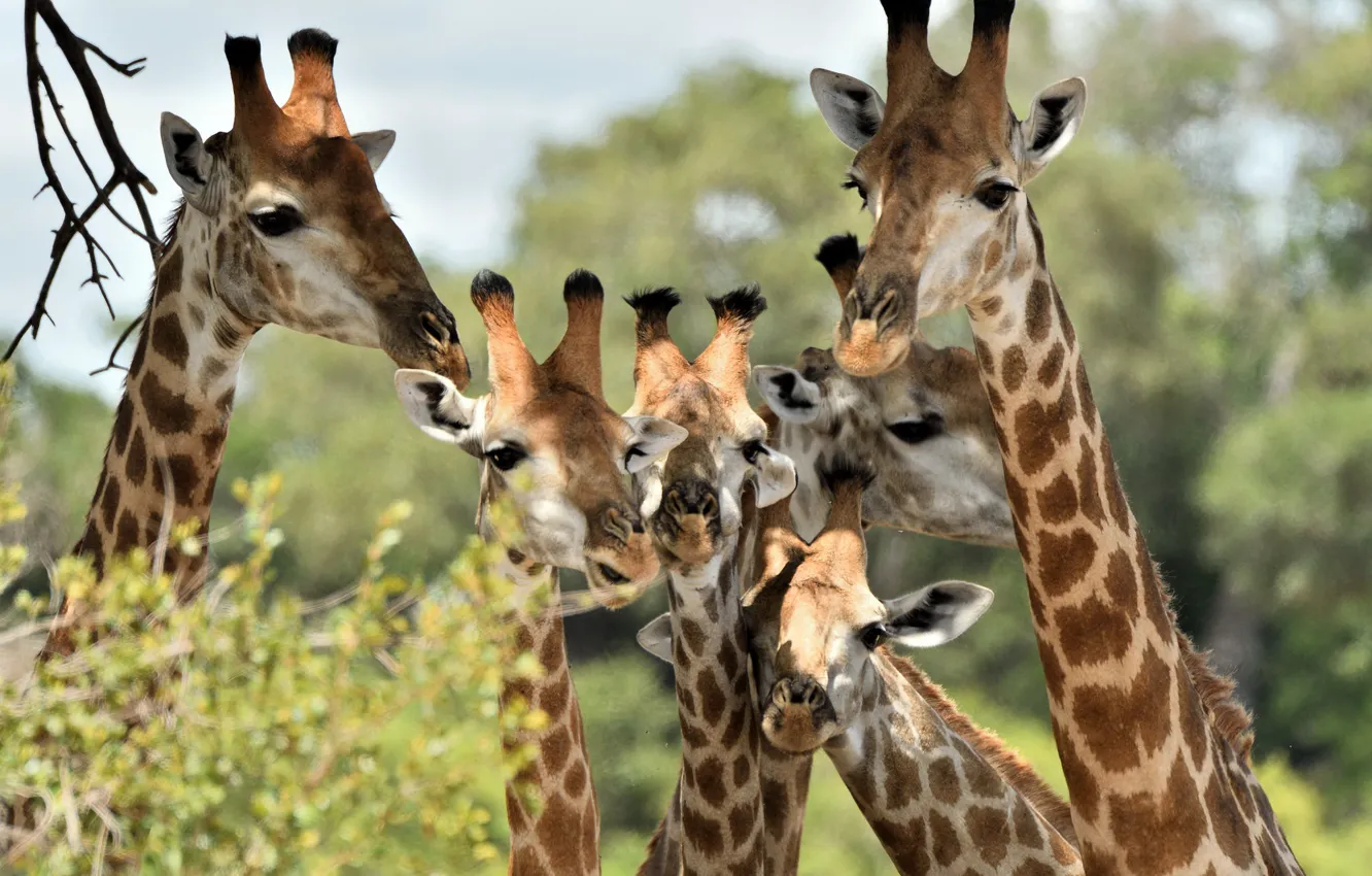 Фото обои семья, жирафы, африка