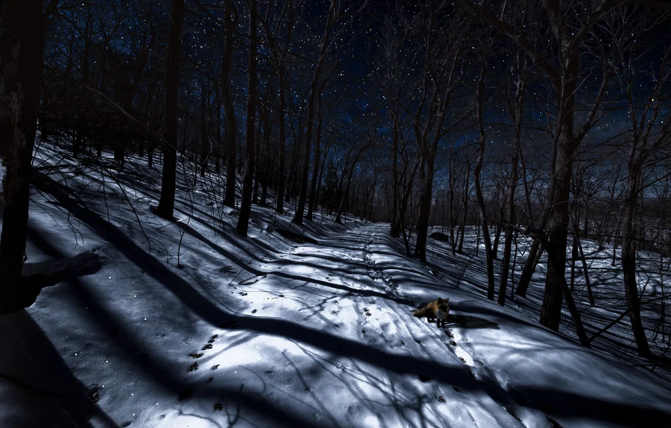 Фото обои зима, лес, ночь, лиса