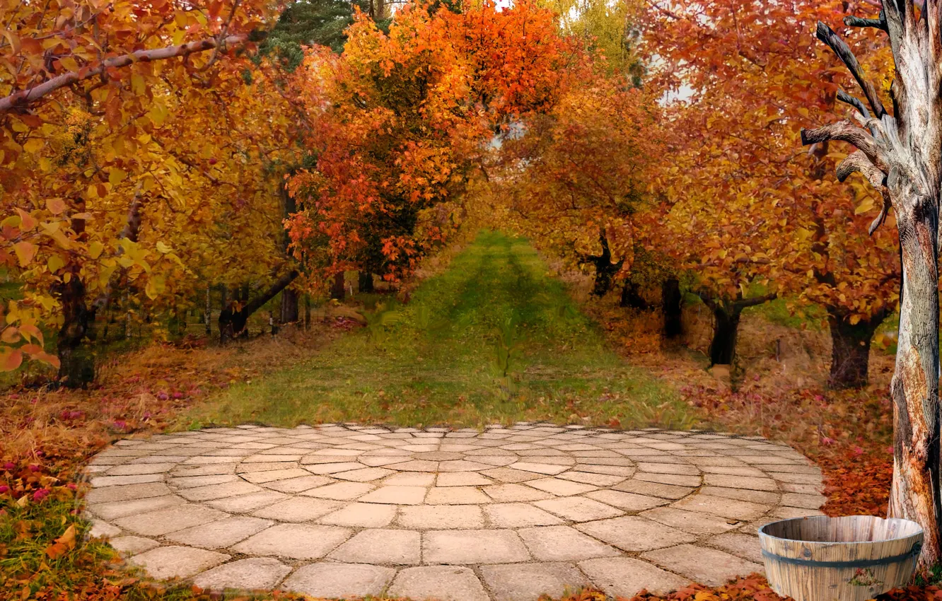 Фото обои Осень, Деревья, Аллея, Fall, Autumn, Colors, Trees