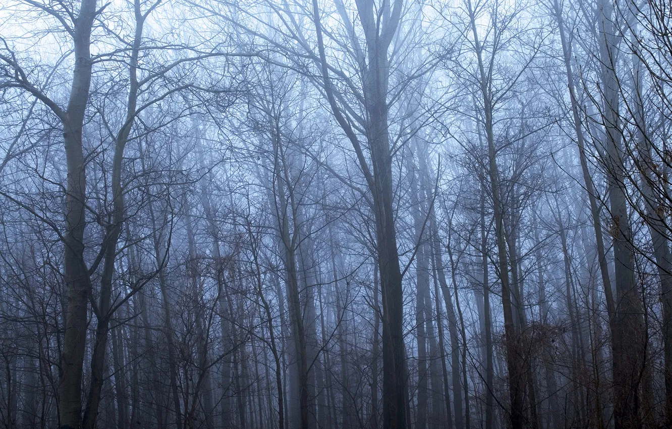 Фото обои forest, blue, dry