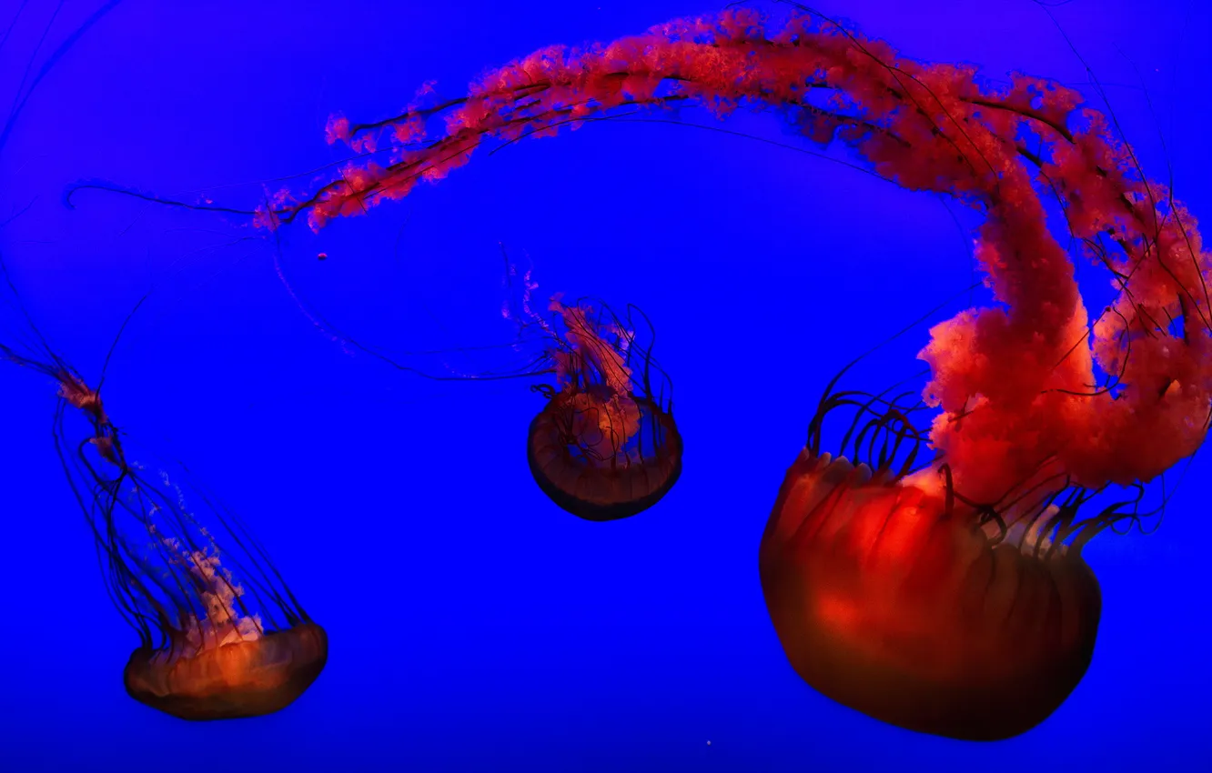 Фото обои blue, orange, jellyfish, aquarium, henry doorly zoo