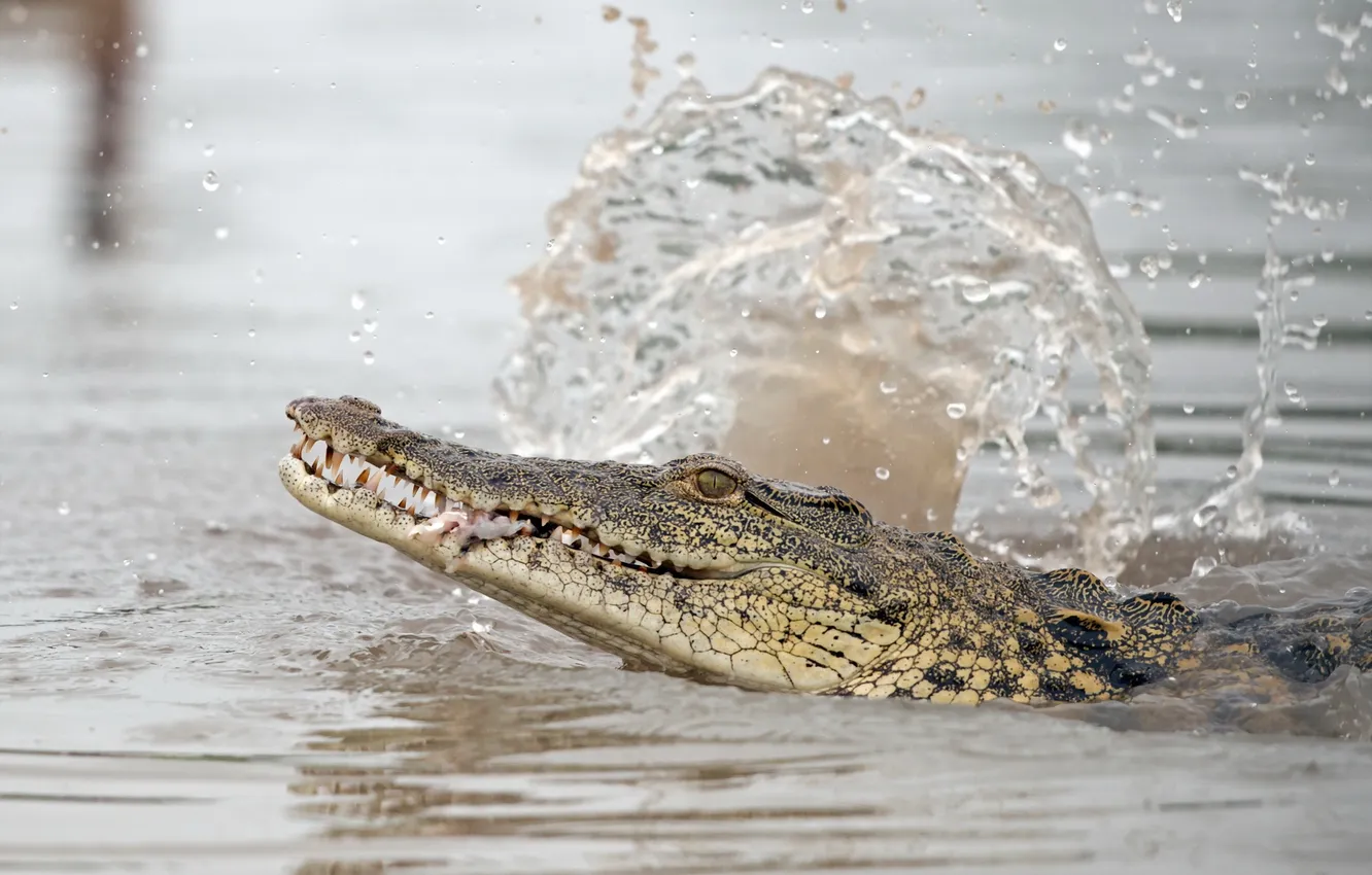 Фото обои вода, природа, крокодил