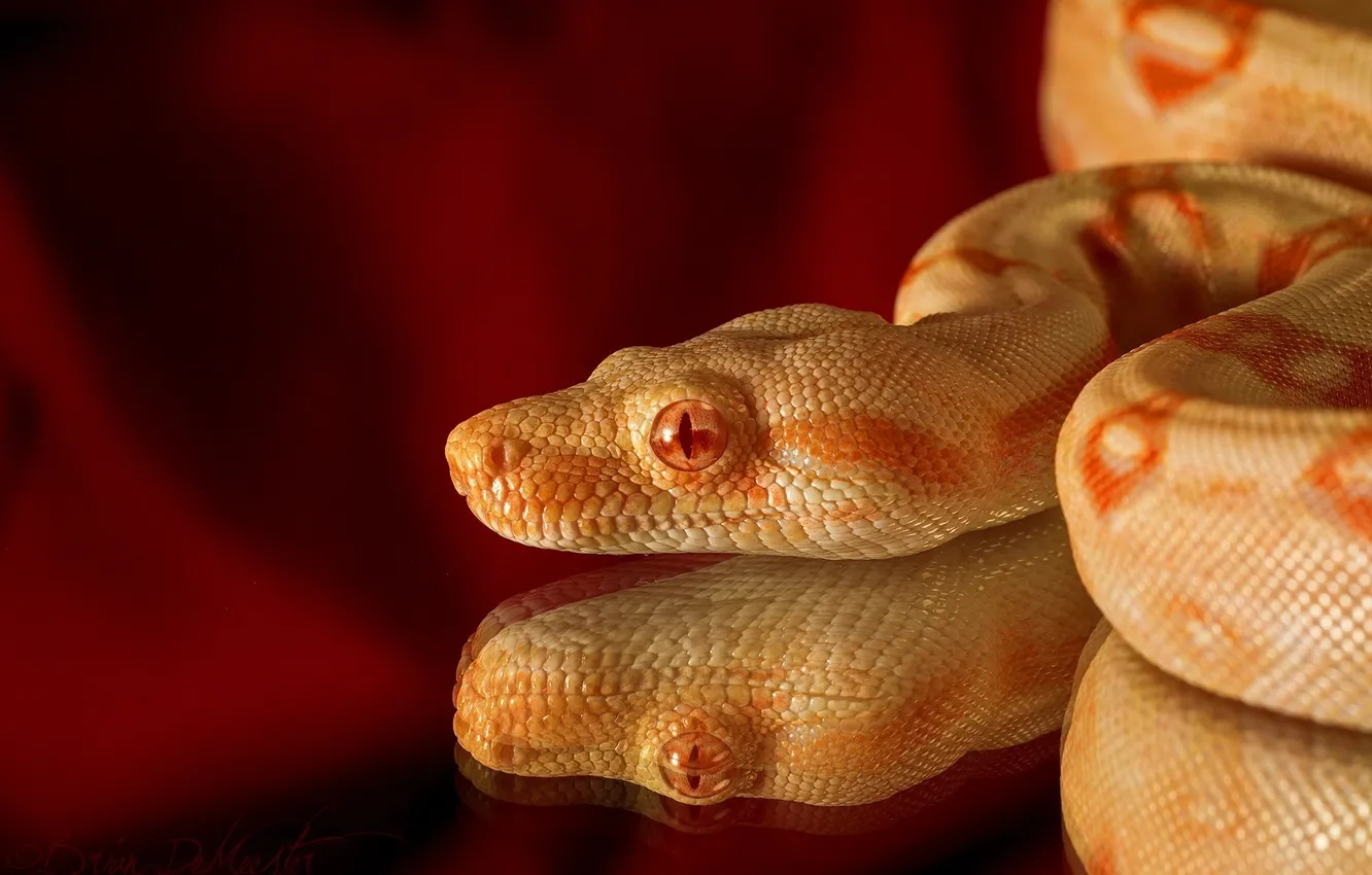 Фото обои отражение, змея, голова, чешуя, рептилия, альбинос