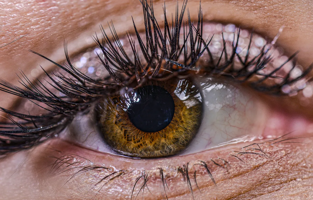 Фото обои brown, eye, eyelashes