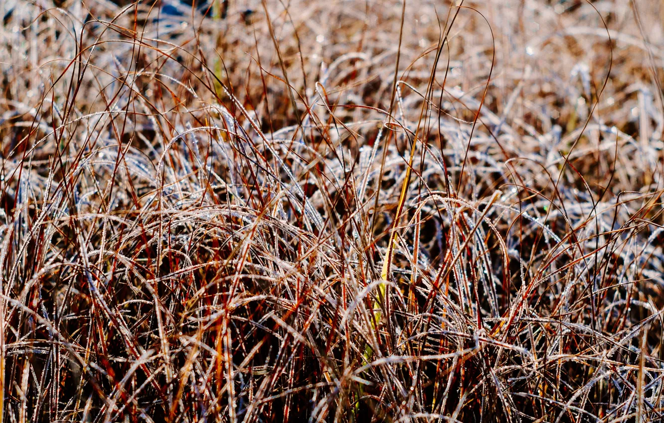 Фото обои иней, трава, свет, блеск, утро, мороз