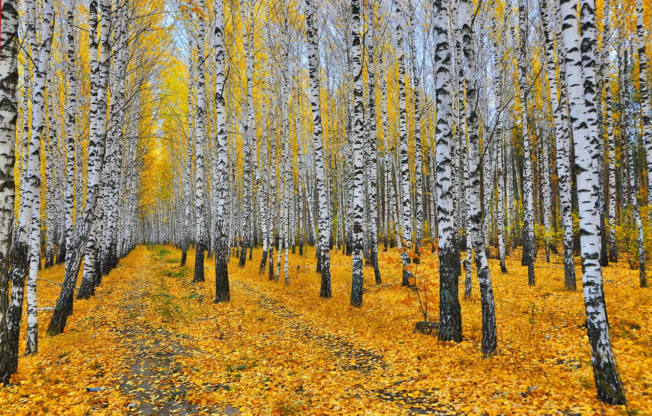 Фото обои осень, лес, листья, деревья, желтые, березы, роща, тропинки