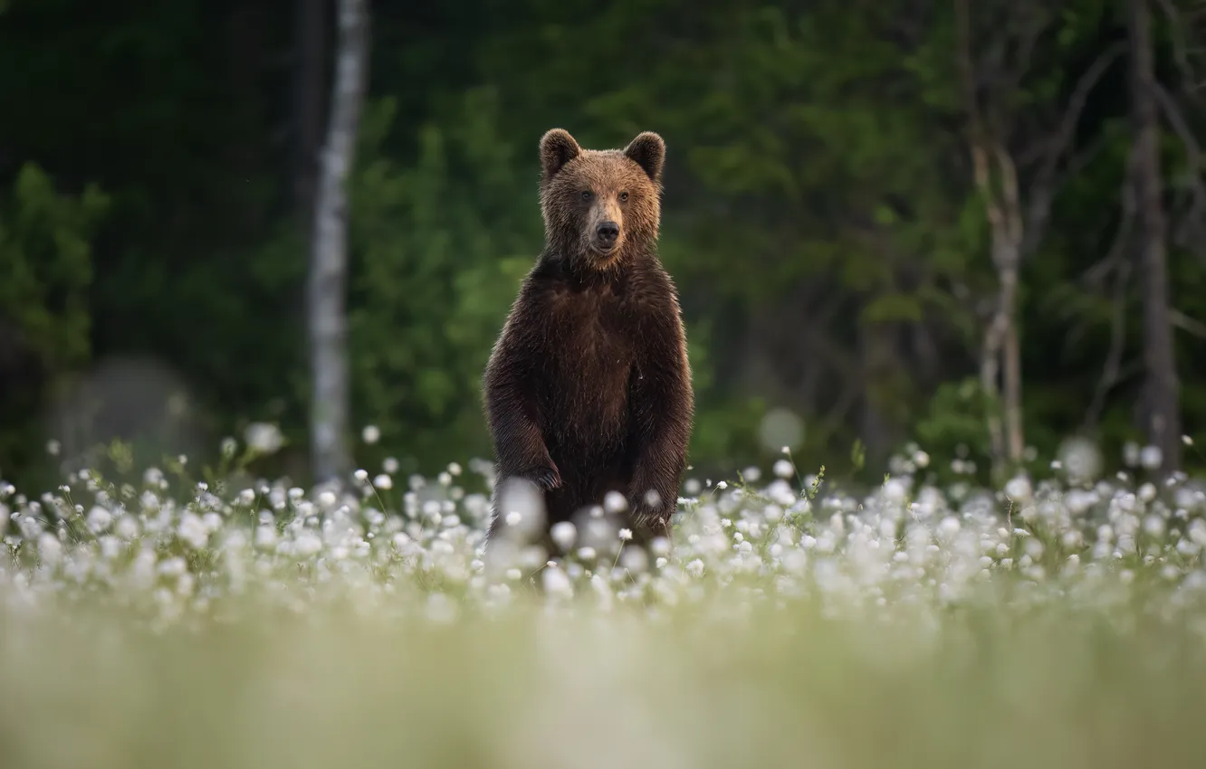 Фото обои медведь, медвежонок, мордашка, стойка
