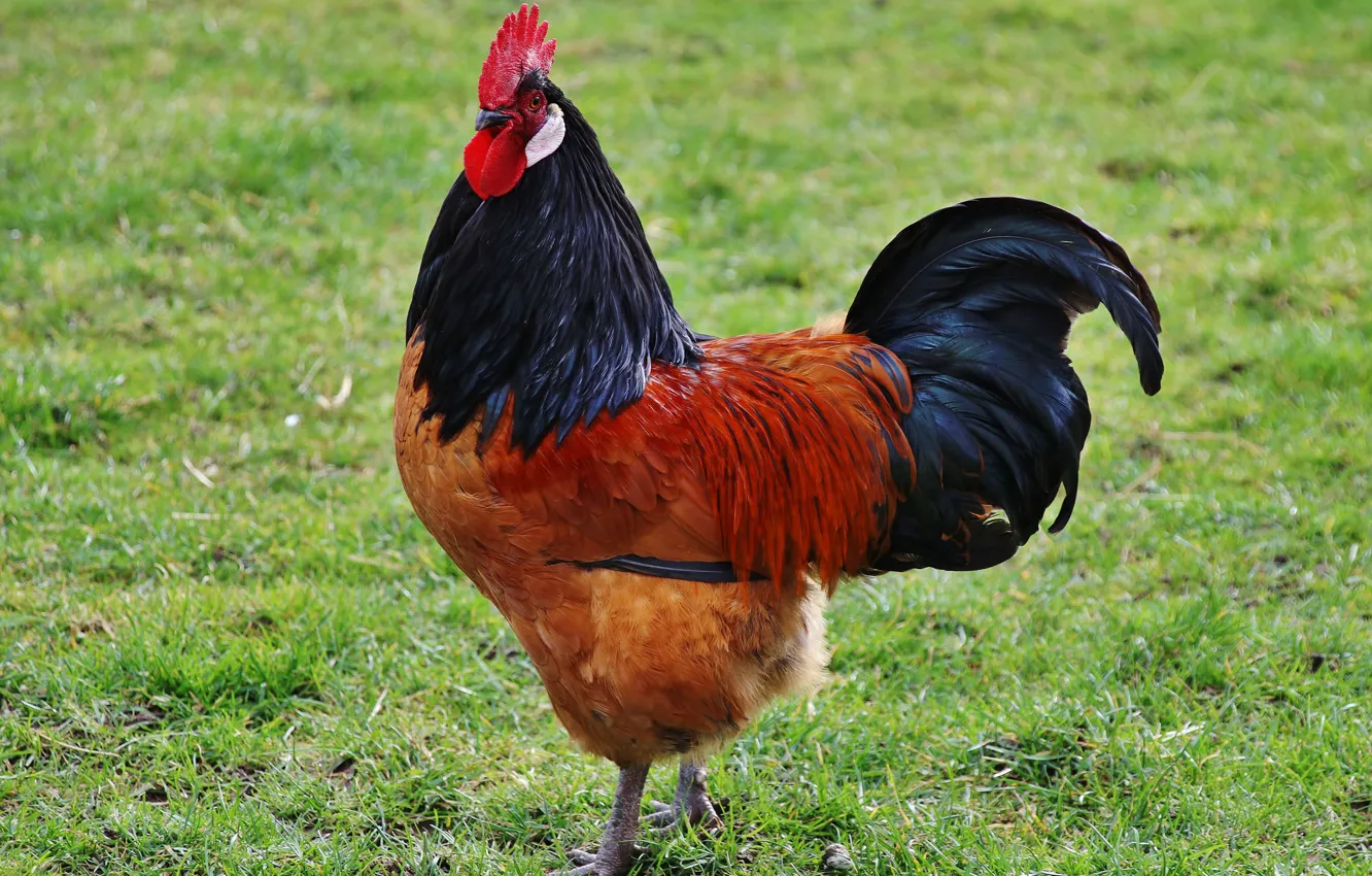 Фото обои птица, петух, домашний