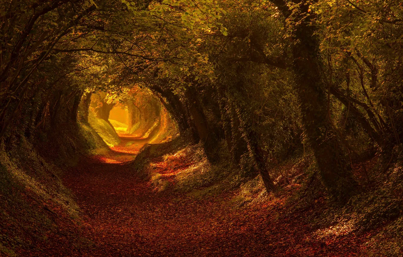 Фото обои дорога, осень, свет, деревья, природа, тропа