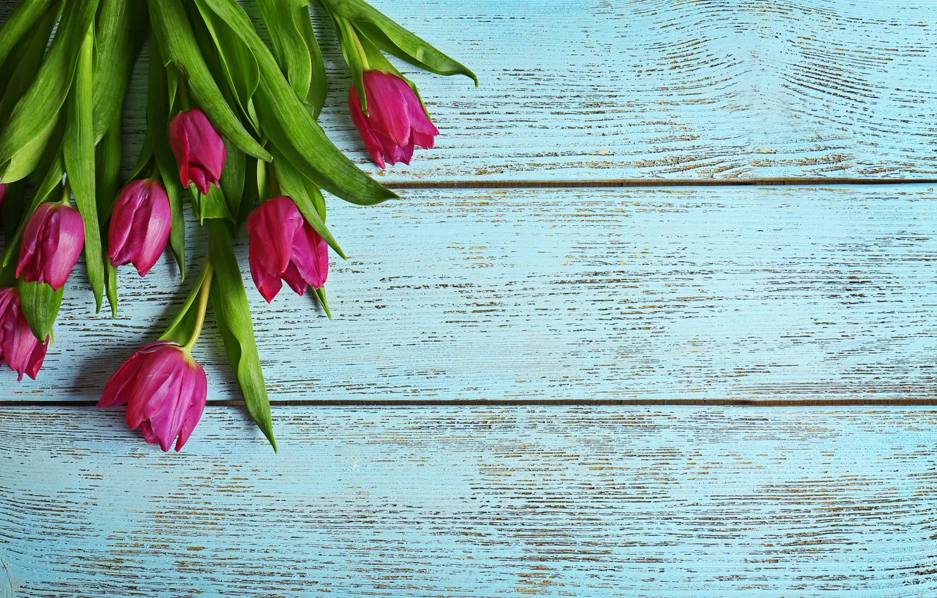 Фото обои цветы, букет, тюльпаны, wood, flowers, tulips, spring, purple