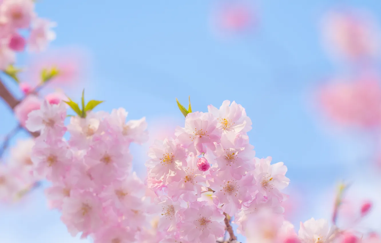 Фото обои цветы, ветки, дерево, весна, розовые, цветение
