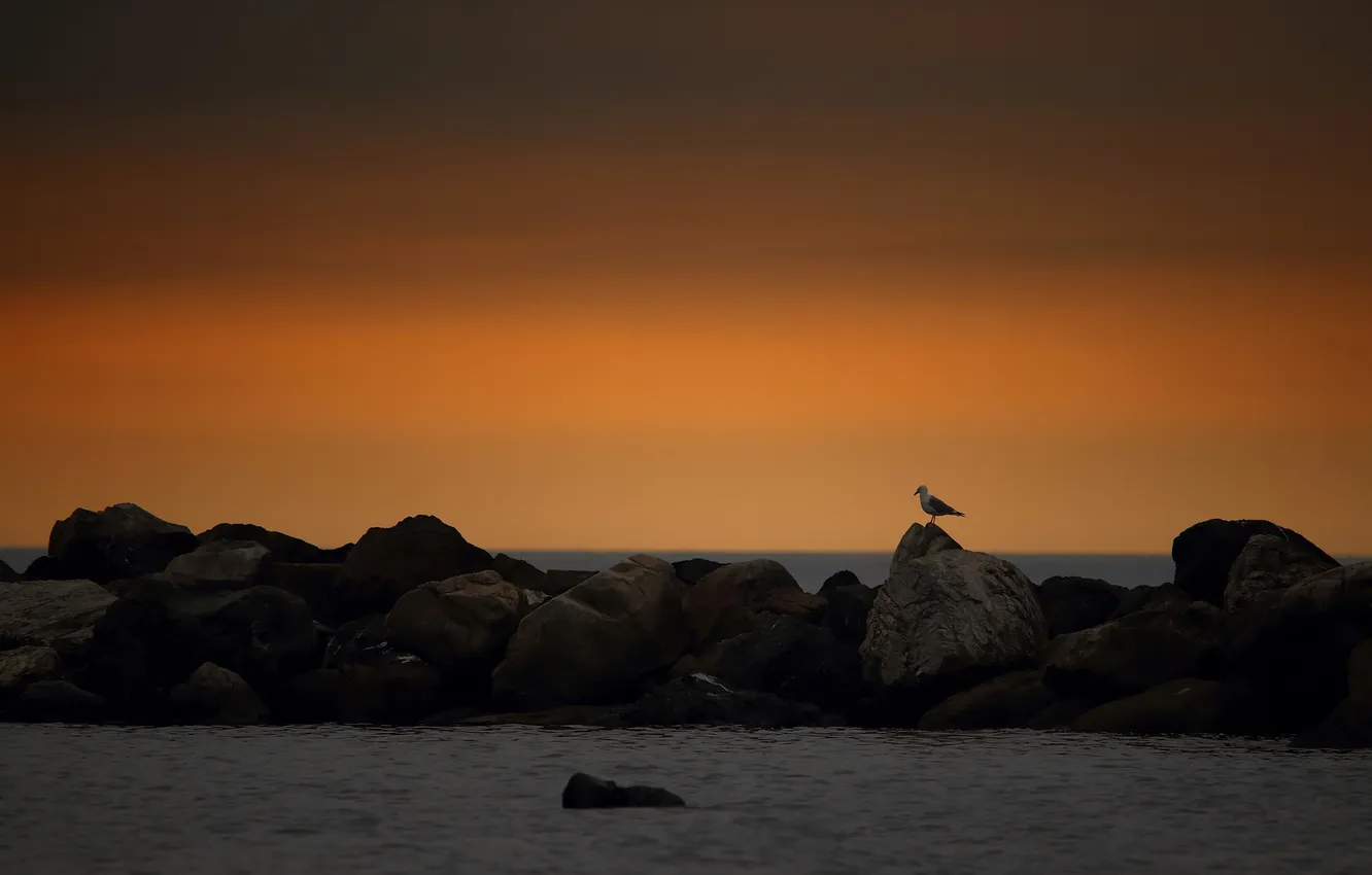 Фото обои море, закат, камни, птица