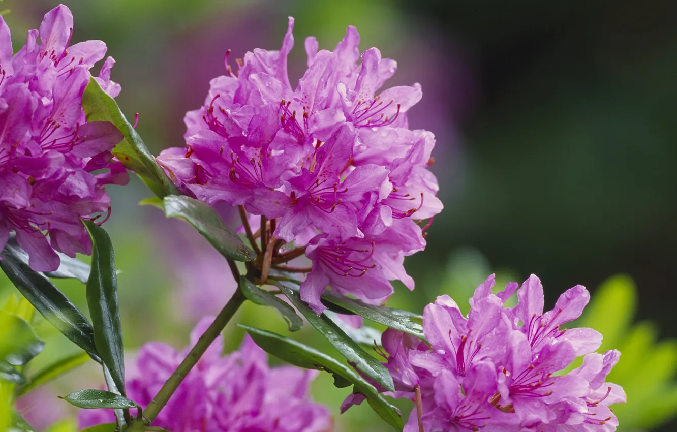 Фото обои макро, рододендрон, rhododendron