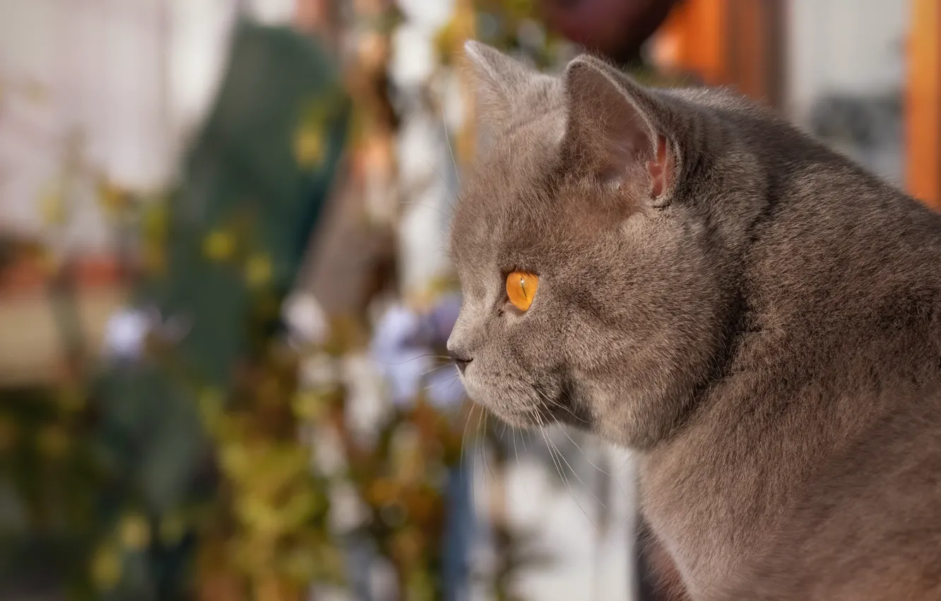 Фото обои кот, взгляд, портрет, мордочка, профиль, боке, котейка, Британская короткошёрстная кошка