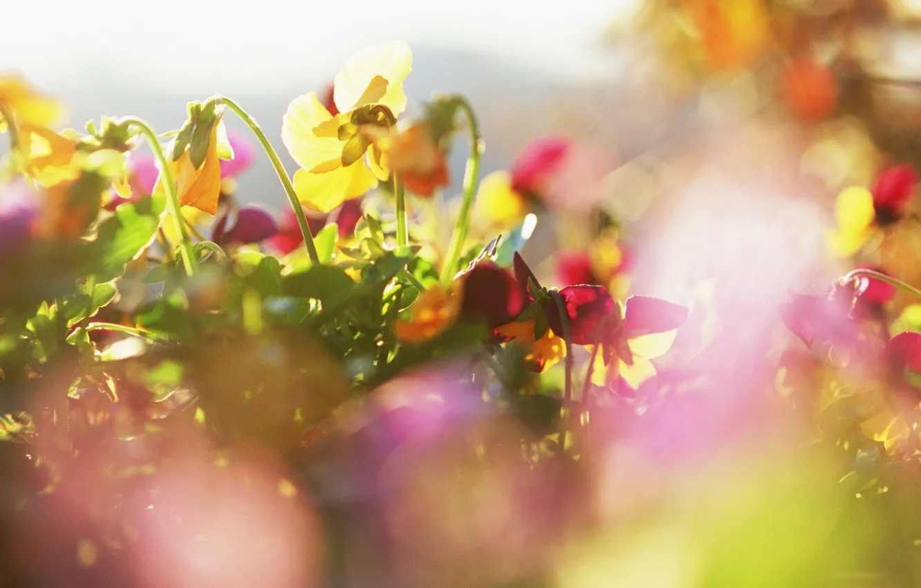 Фото обои солнце, макро, лучи, Цветы, растения, лепестки, яркость