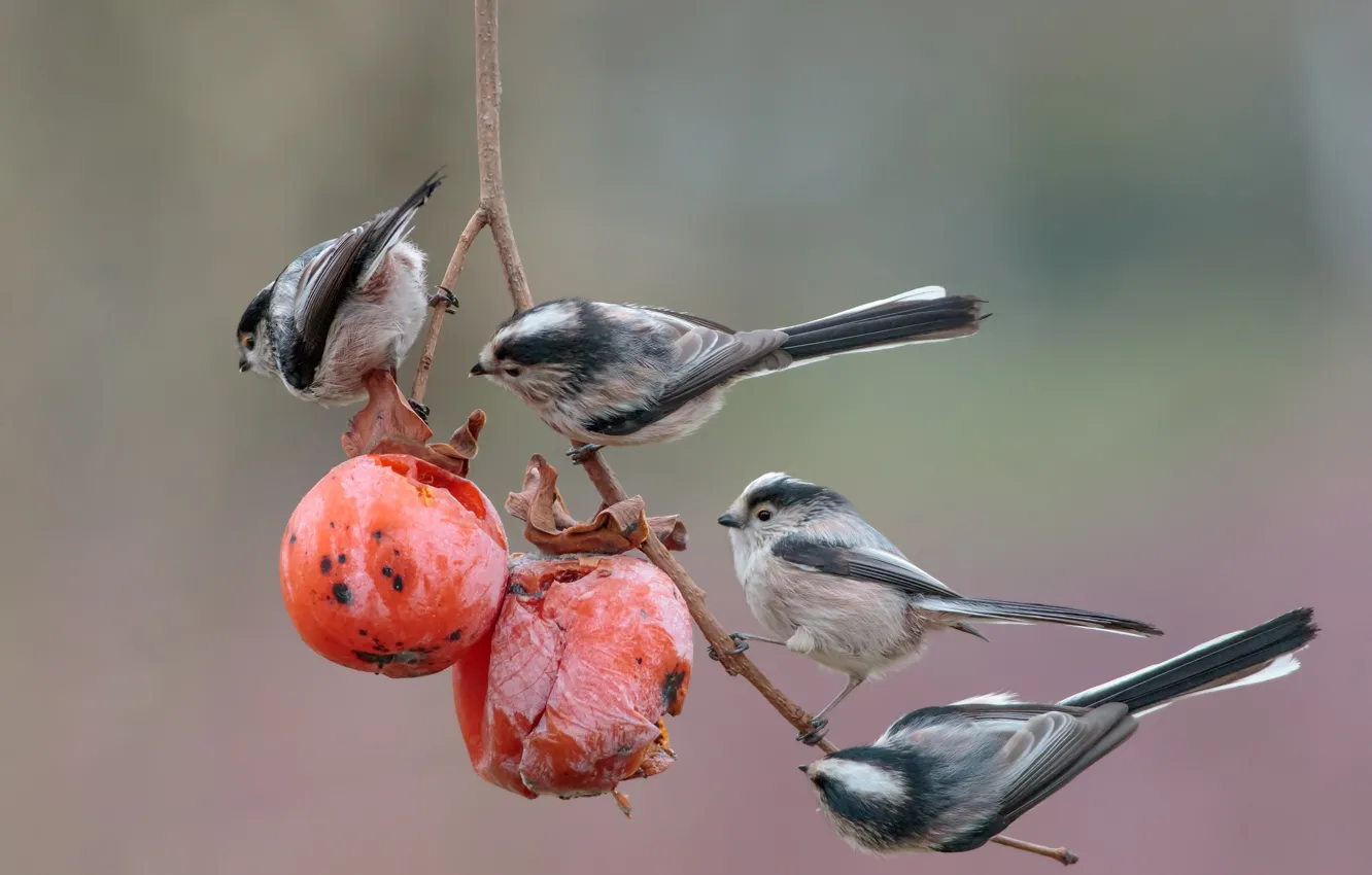 Фото обои птицы, фон, ветка, плоды, хурма, трапеза, Длиннохвостая синица