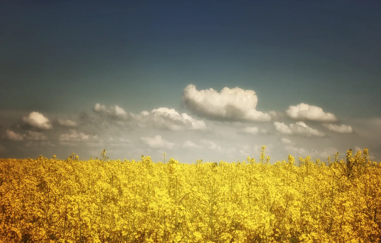 Фото обои поле, небо, облака, sky, field, clouds, рапс, colza