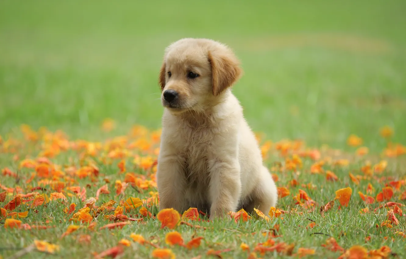 Фото обои трава, цветы, парк, милый, щенок, golden, лужайка, puppy