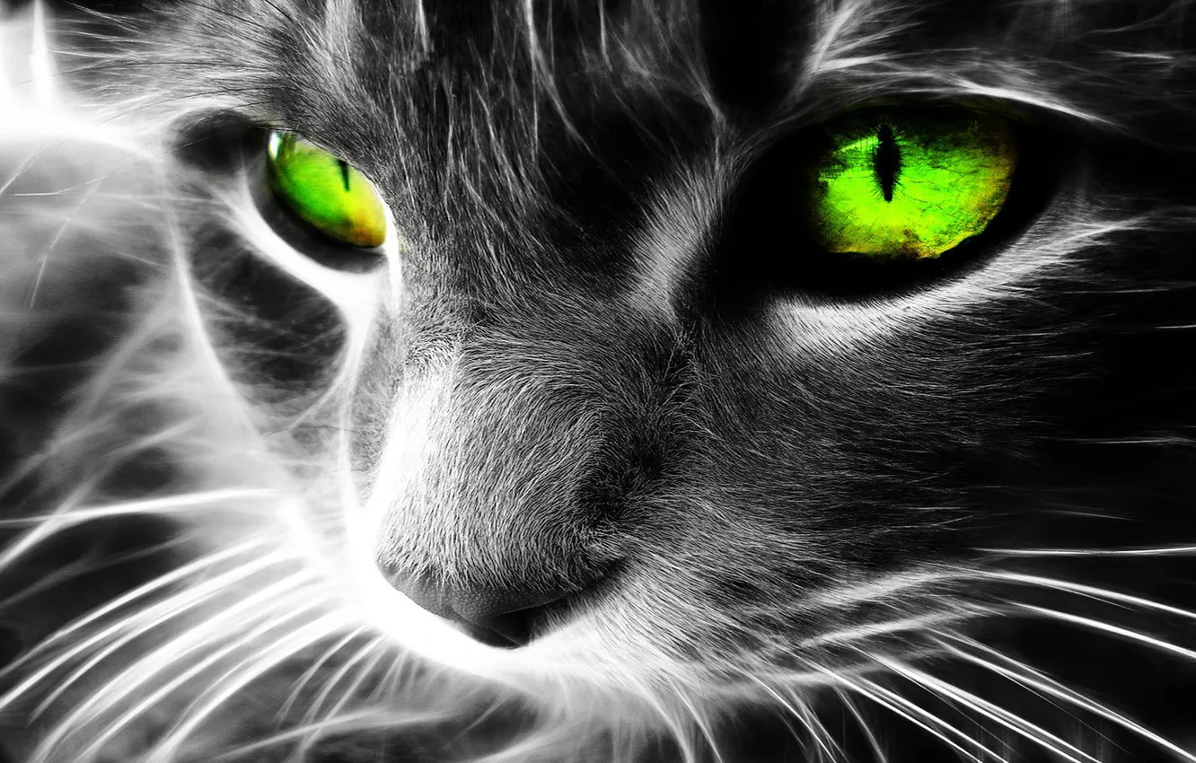Фото обои кошка, кошки, art, зеленные глаза