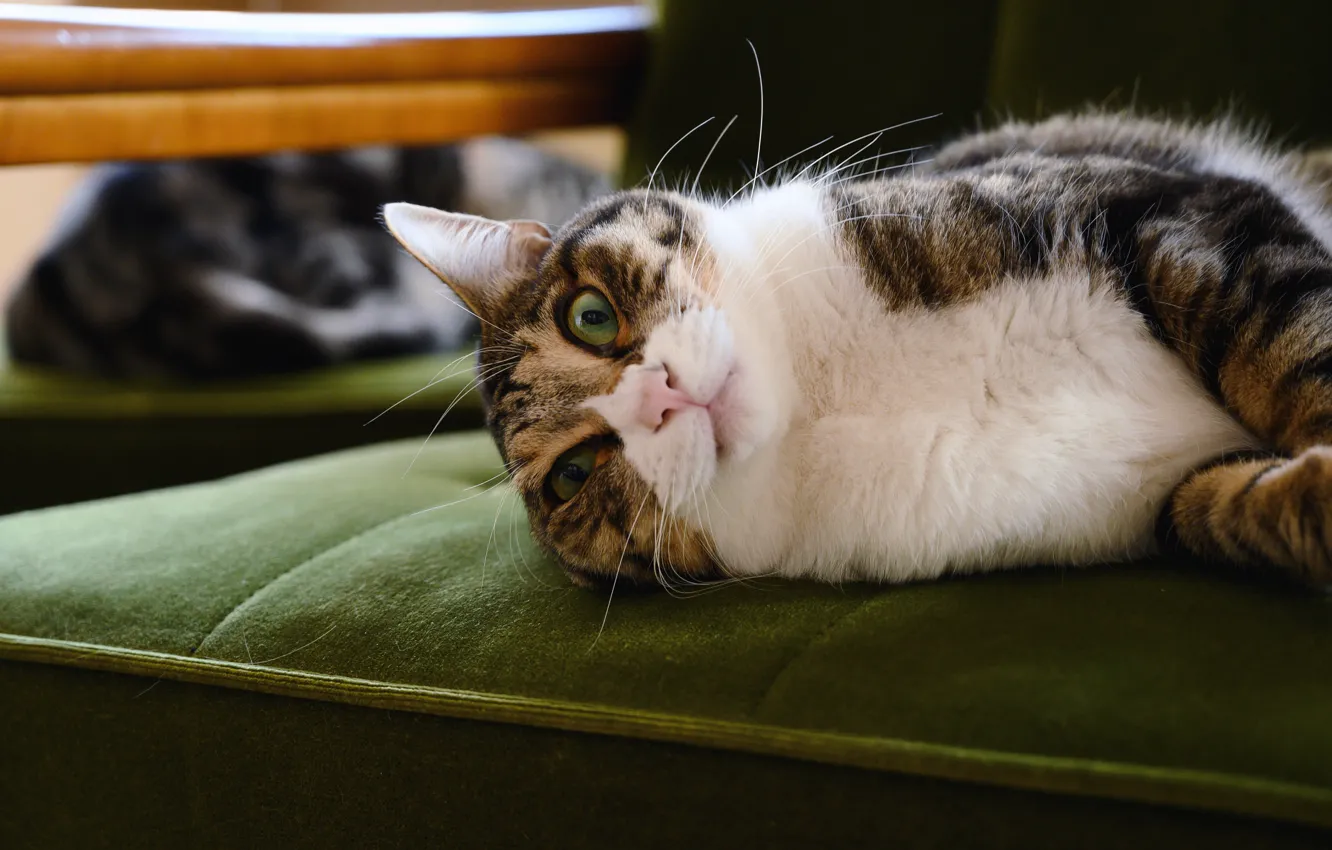Фото обои кошка, кот, взгляд, морда, серый, кресло, лежит, полосатый