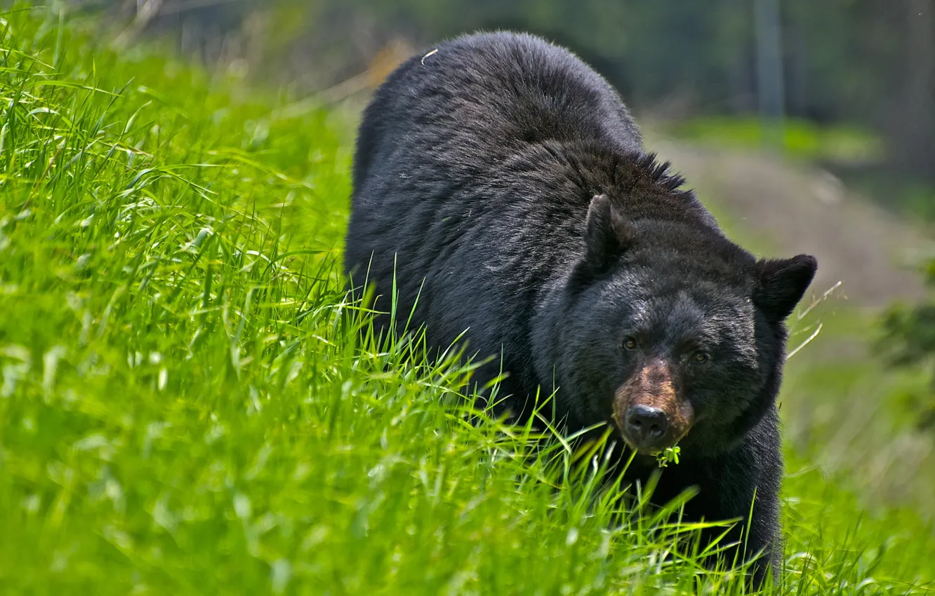 Фото обои трава, природа, медведь