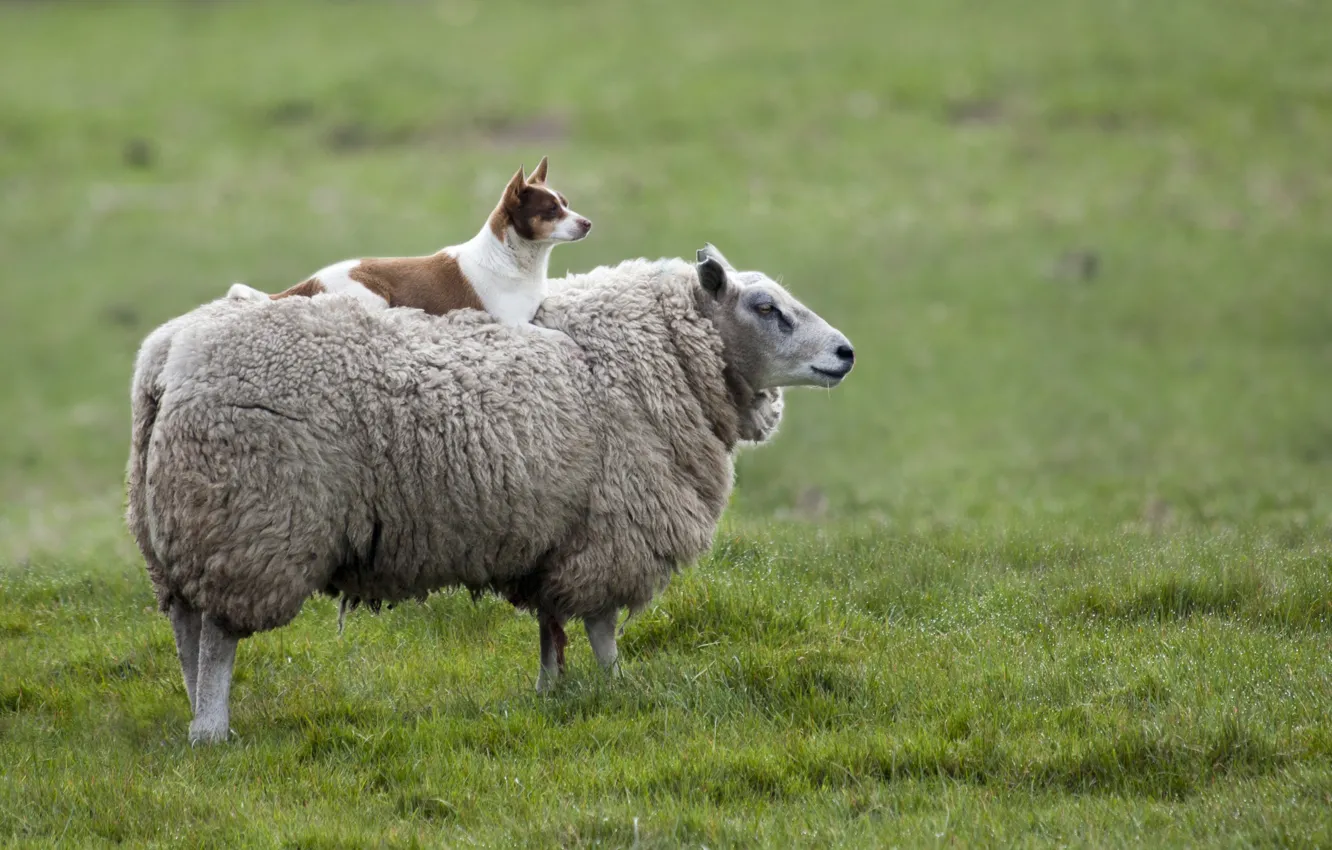 Фото обои собака, луг, овца
