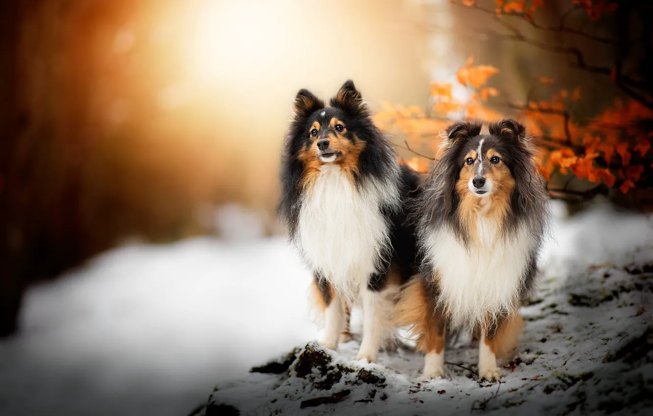 Фото обои зима, осень, лес, собаки, взгляд, морда, листья, снег