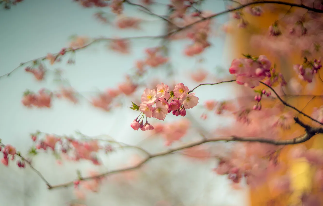 Фото обои цветы, ветки, вишня, размытие, весна, сакура, розовые, цветение